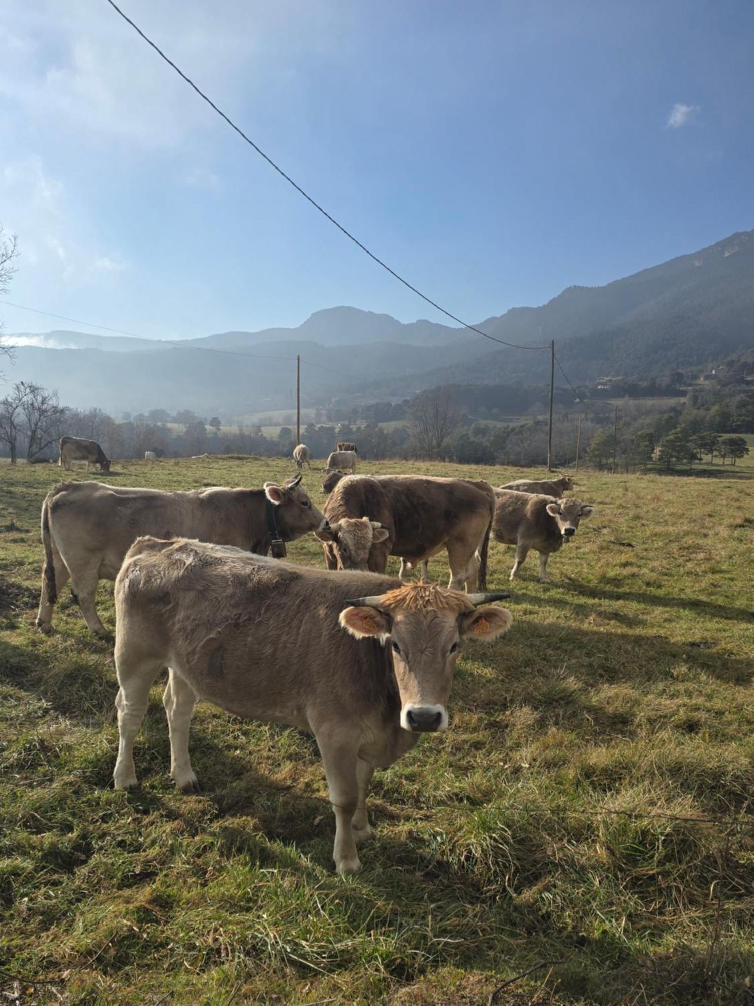 Complex Rural Can Caubet Berga Exterior photo